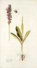 Orchis mascula - Nikolaus Joseph Freiherr von Jacquin — Ansicht des Kunstwerks