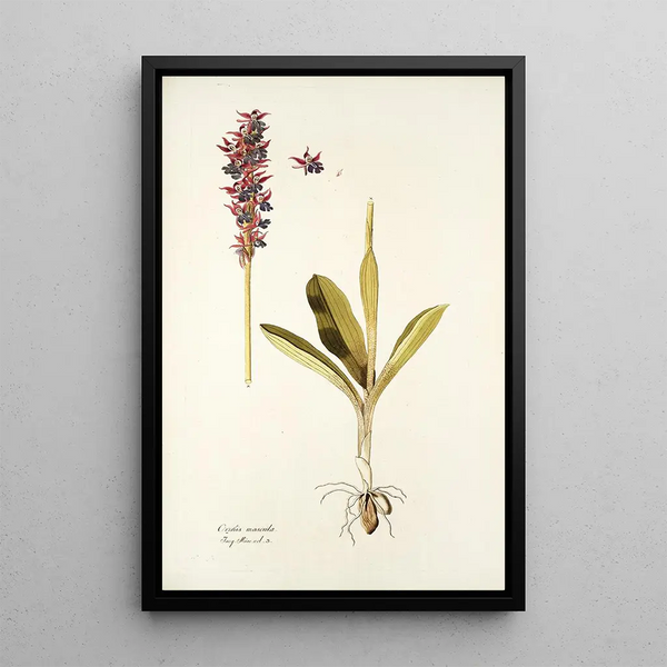 Orchis mascula - Nikolaus Joseph Freiherr von Jacquin — framed artwork on a wall