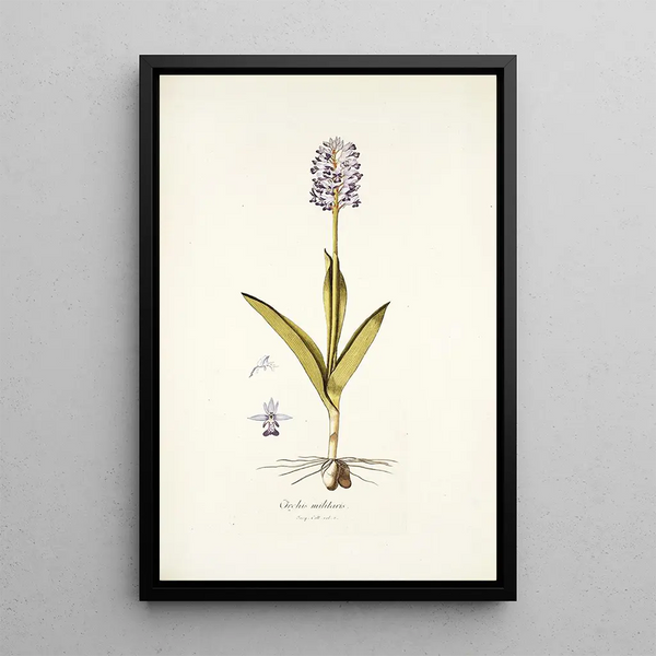 Orchis militaris - Nikolaus Joseph Freiherr von Jacquin — framed artwork on a wall