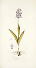 Orchis militaris - Nikolaus Joseph Freiherr von Jacquin — Ansicht des Kunstwerks