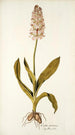 Orchis moravica - Nikolaus Joseph Freiherr von Jacquin — Ansicht des Kunstwerks