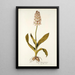 Orchis moravica - Nikolaus Joseph Freiherr von Jacquin — gerahmtes Bild an der Wand