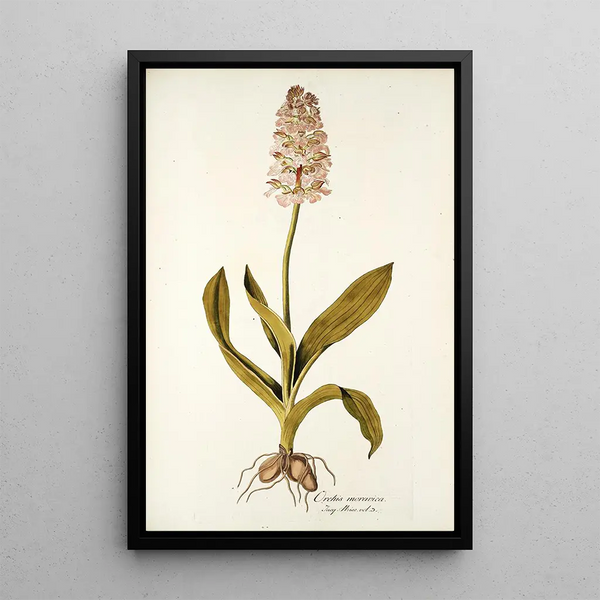 Orchis moravica - Nikolaus Joseph Freiherr von Jacquin — framed artwork on a wall