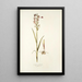 Orchis palustris - Nikolaus Joseph Freiherr von Jacquin — gerahmtes Bild an der Wand
