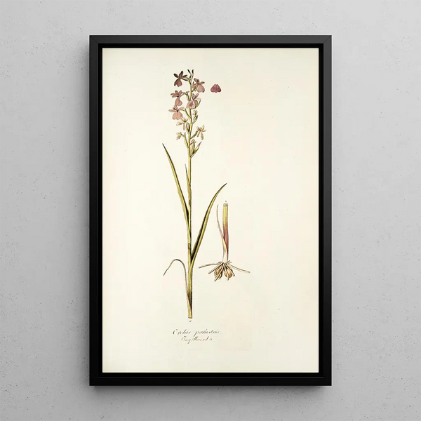 Orchis palustris - Nikolaus Joseph Freiherr von Jacquin — framed artwork on a wall