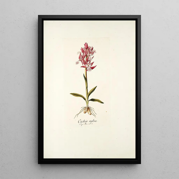 Orchis rubra - Nikolaus Joseph Freiherr von Jacquin — framed artwork on a wall