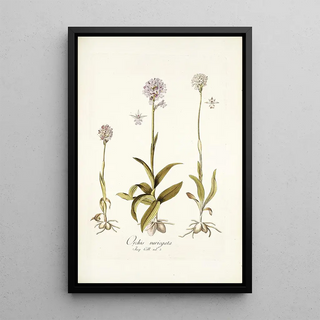 Nikolaus Joseph Freiherr von Jacquin - Orchis variegata.webp