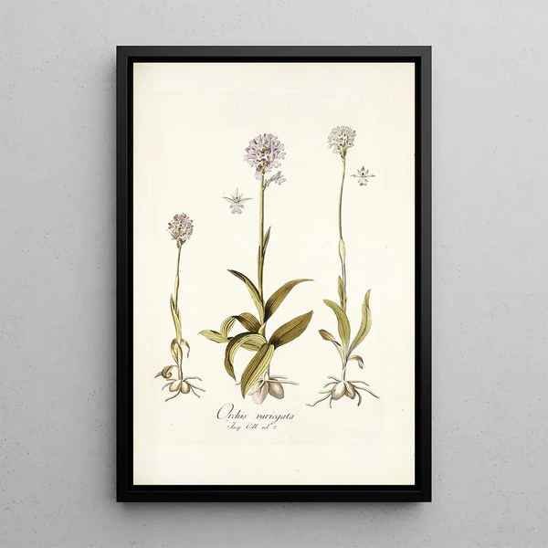 Orchis variegata - Nikolaus Joseph Freiherr von Jacquin — framed artwork on a wall