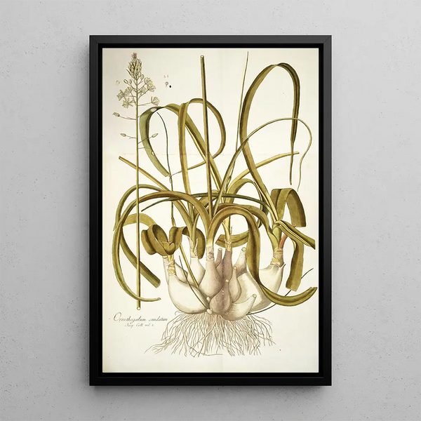 Ornithogalum caudatum - Nikolaus Joseph Freiherr von Jacquin — framed artwork on a wall