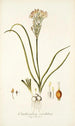 Ornithogalum coarctatum - Nikolaus Joseph Freiherr von Jacquin — vista dell’opera