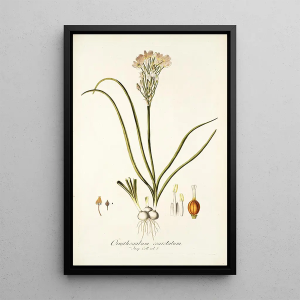 Ornithogalum coarctatum - Nikolaus Joseph Freiherr von Jacquin — framed artwork on a wall