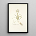 Ornithogalum comosum - Nikolaus Joseph Freiherr von Jacquin — quadro incorniciato alla parete