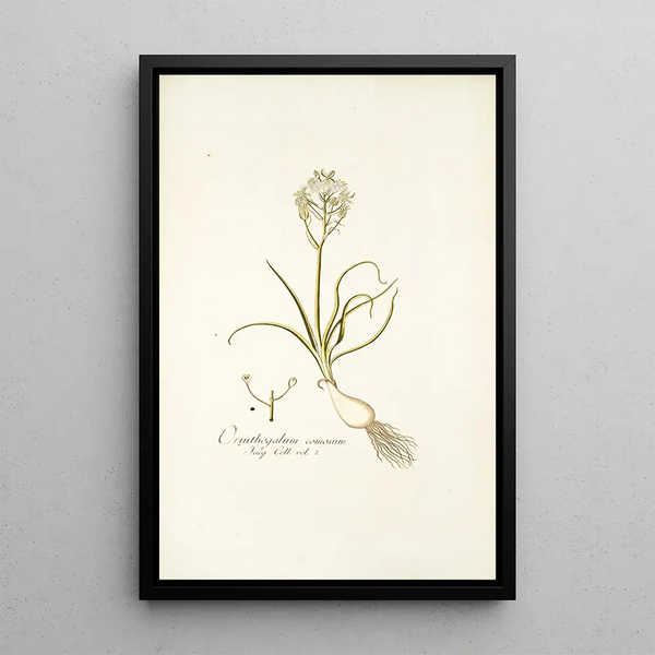 Ornithogalum comosum - Nikolaus Joseph Freiherr von Jacquin — framed artwork on a wall