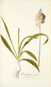 Ornithogalum conicum - Nikolaus Joseph Freiherr von Jacquin — Ansicht des Kunstwerks