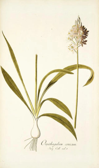Nikolaus Joseph Freiherr von Jacquin - Ornithogalum conicum.webp