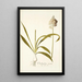 Ornithogalum conicum - Nikolaus Joseph Freiherr von Jacquin — gerahmtes Bild an der Wand