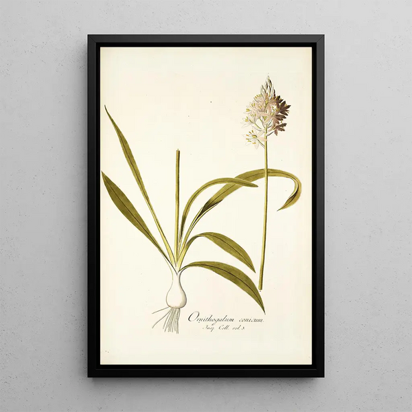 Ornithogalum conicum - Nikolaus Joseph Freiherr von Jacquin — framed artwork on a wall
