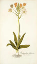 Ornithogalum flavescens - Nikolaus Joseph Freiherr von Jacquin — vista dell’opera