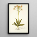 Ornithogalum flavescens - Nikolaus Joseph Freiherr von Jacquin — quadro incorniciato alla parete
