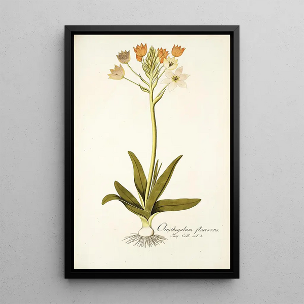 Ornithogalum flavescens - Nikolaus Joseph Freiherr von Jacquin — framed artwork on a wall