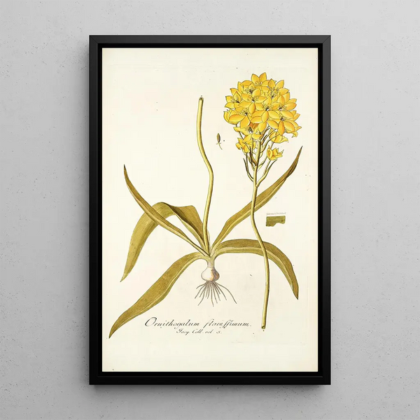 Ornithogalum flavissimum - Nikolaus Joseph Freiherr von Jacquin — framed artwork on a wall