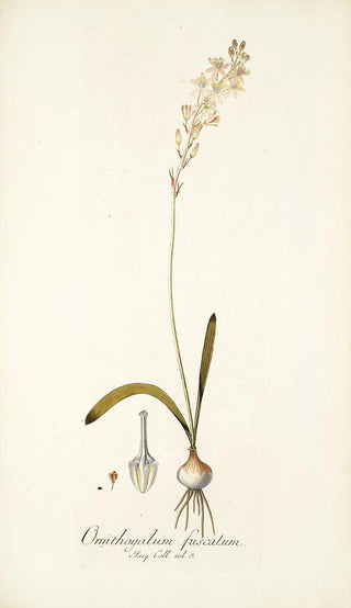Nikolaus Joseph Freiherr von Jacquin - Ornithogalum fuscatum.webp