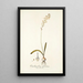 Ornithogalum fuscatum - Nikolaus Joseph Freiherr von Jacquin — quadro incorniciato alla parete