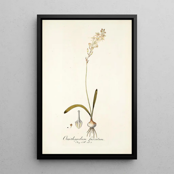 Ornithogalum fuscatum - Nikolaus Joseph Freiherr von Jacquin — framed artwork on a wall