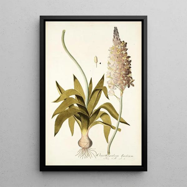 Ornithogalum lacteum - Nikolaus Joseph Freiherr von Jacquin — framed artwork on a wall