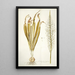 Ornithogalum latifolium - Nikolaus Joseph Freiherr von Jacquin — quadro incorniciato alla parete