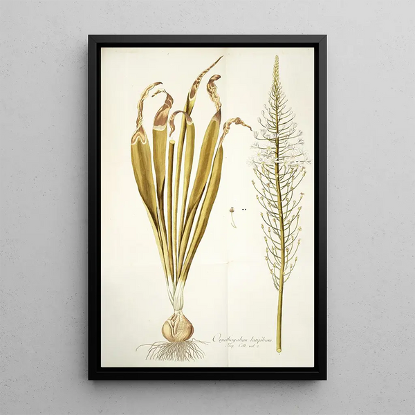 Ornithogalum latifolium - Nikolaus Joseph Freiherr von Jacquin — framed artwork on a wall
