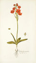 Ornithogalum miniatum - Nikolaus Joseph Freiherr von Jacquin — Ansicht des Kunstwerks