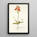 Ornithogalum miniatum - Nikolaus Joseph Freiherr von Jacquin — gerahmtes Bild an der Wand