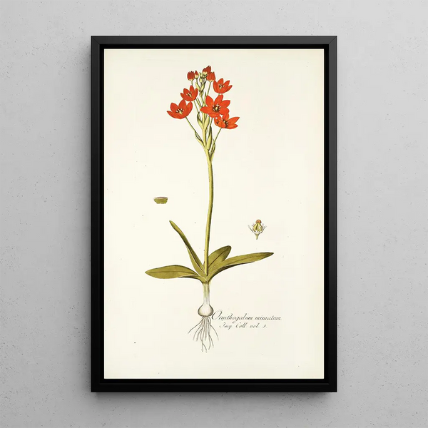 Ornithogalum miniatum - Nikolaus Joseph Freiherr von Jacquin — framed artwork on a wall
