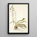 Ornithogalum odoratum - Nikolaus Joseph Freiherr von Jacquin — quadro incorniciato alla parete