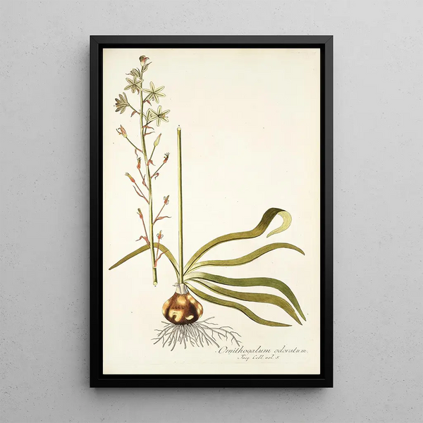 Ornithogalum odoratum - Nikolaus Joseph Freiherr von Jacquin — framed artwork on a wall