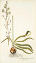 Ornithogalum odoratum - Nikolaus Joseph Freiherr von Jacquin — vista dell’opera