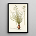 Ornithogalum polyphyllum - Nikolaus Joseph Freiherr von Jacquin — quadro incorniciato alla parete