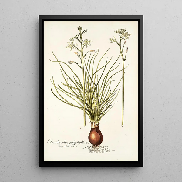 Ornithogalum polyphyllum - Nikolaus Joseph Freiherr von Jacquin — framed artwork on a wall