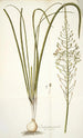 Ornithogalum pyramidale - Nikolaus Joseph Freiherr von Jacquin — Ansicht des Kunstwerks