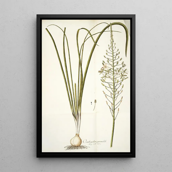 Ornithogalum pyramidale - Nikolaus Joseph Freiherr von Jacquin — framed artwork on a wall