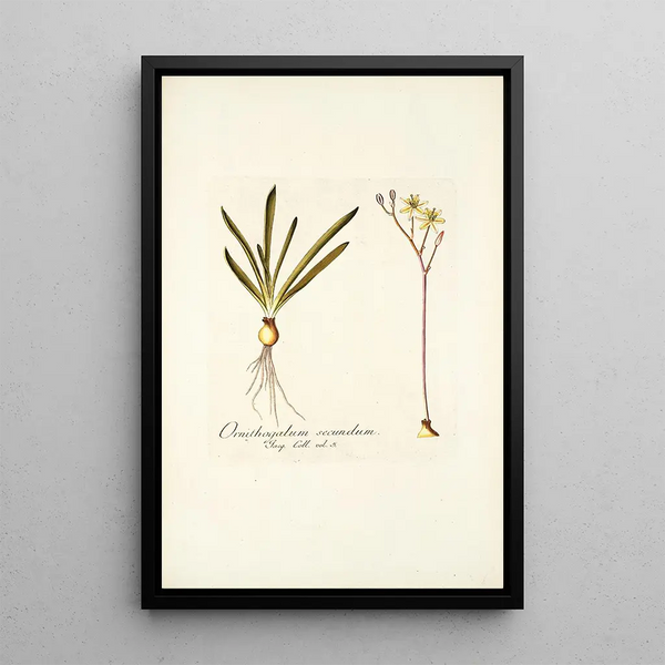 Ornithogalum secundum - Nikolaus Joseph Freiherr von Jacquin — framed artwork on a wall