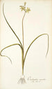 Ornithogalum suaveolens - Nikolaus Joseph Freiherr von Jacquin — Ansicht des Kunstwerks