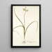Ornithogalum suaveolens - Nikolaus Joseph Freiherr von Jacquin — gerahmtes Bild an der Wand