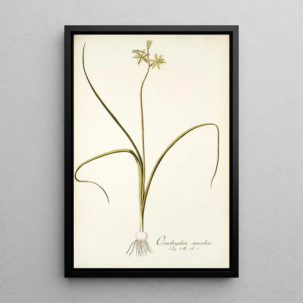 Ornithogalum suaveolens - Nikolaus Joseph Freiherr von Jacquin — framed artwork on a wall