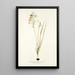 Ornithogalum tenellum - Nikolaus Joseph Freiherr von Jacquin — gerahmtes Bild an der Wand