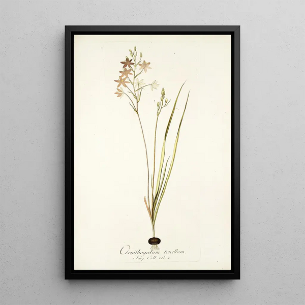 Ornithogalum tenellum - Nikolaus Joseph Freiherr von Jacquin — framed artwork on a wall