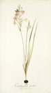 Ornithogalum tenellum - Nikolaus Joseph Freiherr von Jacquin — Ansicht des Kunstwerks