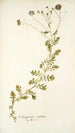 Osteospermum caeruleum - Nikolaus Joseph Freiherr von Jacquin — Ansicht des Kunstwerks