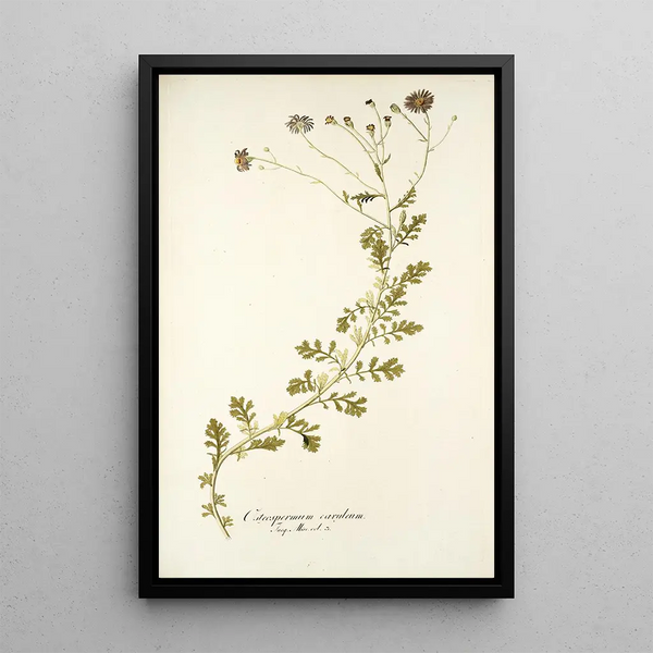 Osteospermum caeruleum - Nikolaus Joseph Freiherr von Jacquin — framed artwork on a wall